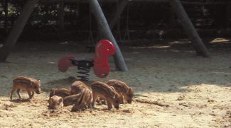 Wildschweine auf Kinderspielplatz